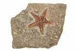1.4" Ordovician Starfish (Petraster?) Fossil - Morocco - #203530-1